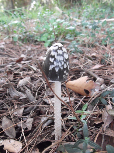 Coprinus?